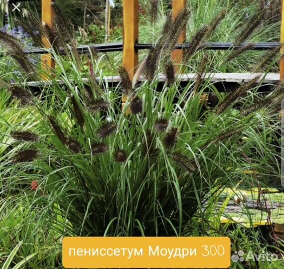 Декоративные злаки