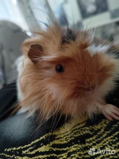 Морская свинка Перуанская