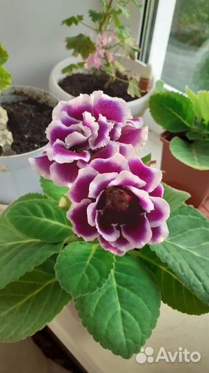 Глоксиния махровая цветущая