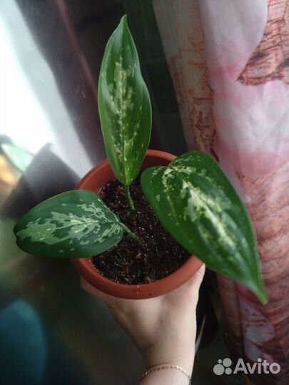 Аглаонема Ложноприцветковая