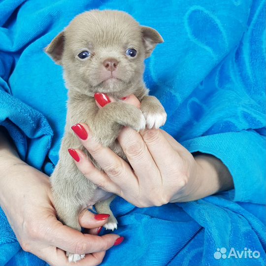 Щенки мини чихуа девочки