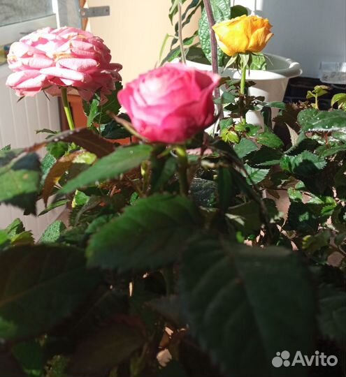 Роза в горшке