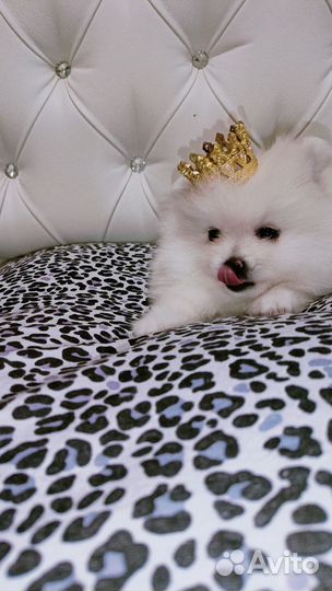 Померанский шпиц