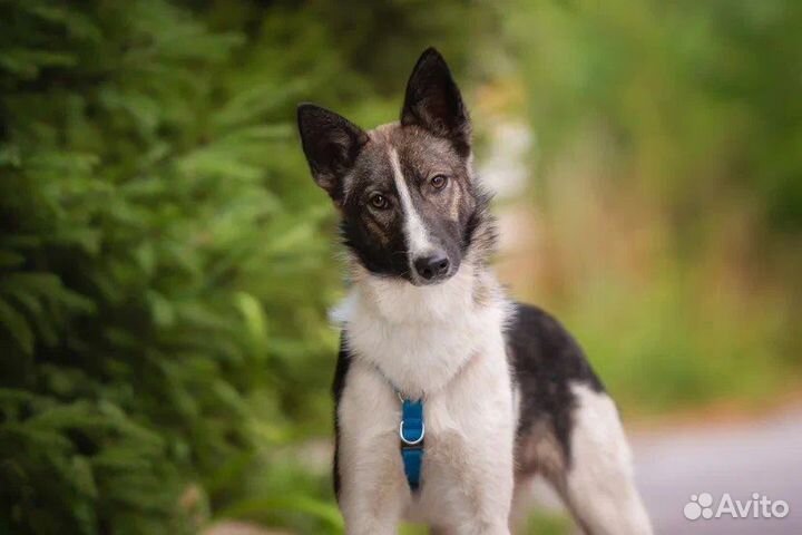 Алтай ищет хозяев