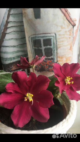 Продам цветы комнатные