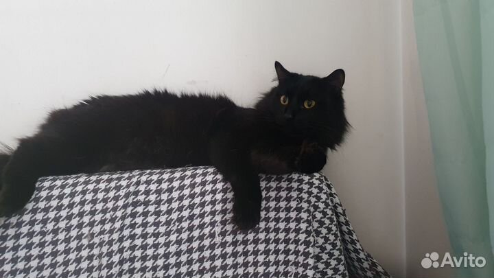 Найден кот