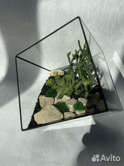 Флорариум, комнатные растения, цветы