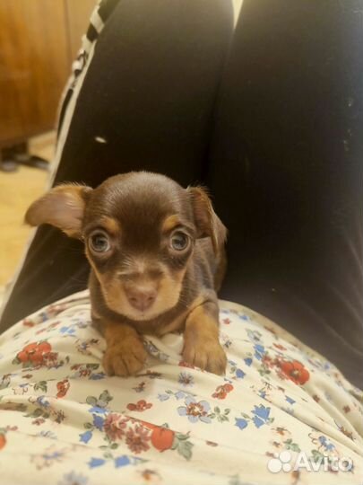 Щенки мини тойчики