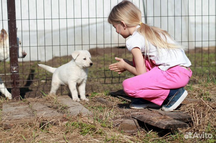 Отдам в добрые руки щенки