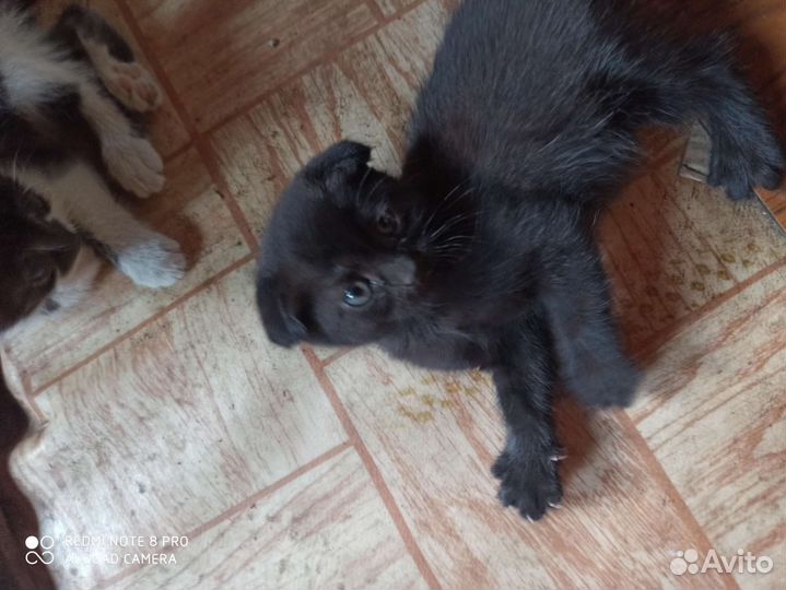 Отдам очаровательных котят в самые добрые руки