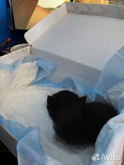 Котенок в добрые руки