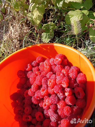 Малина урожайная саженцы