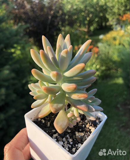 Суккуленты