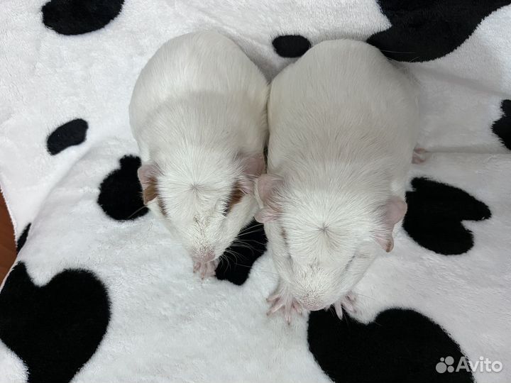 Морские свинки крестед кокетки