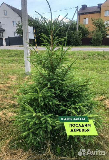 Ель с доставкой и посадкой
