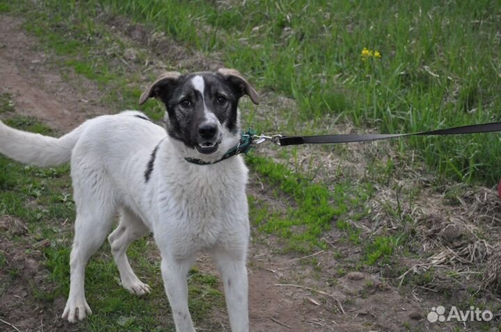 Отдам в добрые руки