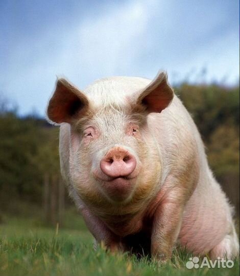 Поросята ландрас