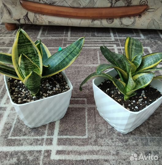 Сортовые сансевиерии- Хани