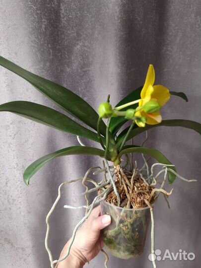 Орхидея фаленопсис P. Lioulin Canary 'orchis'