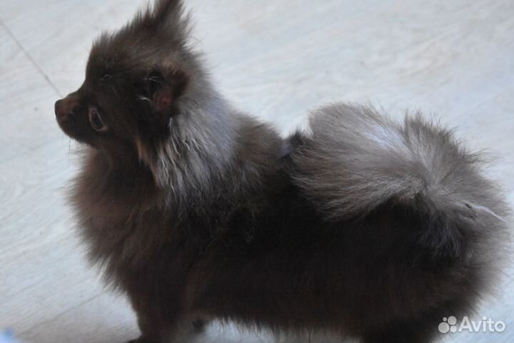 Шпиц - мини мальчик шоколадка