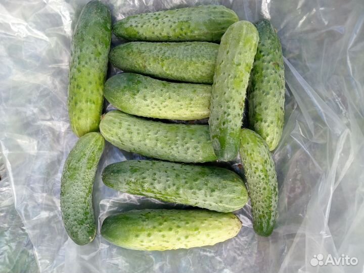 Огурцы свежие домашние