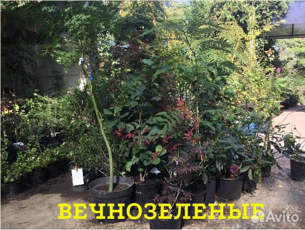 Редкие растения для сада