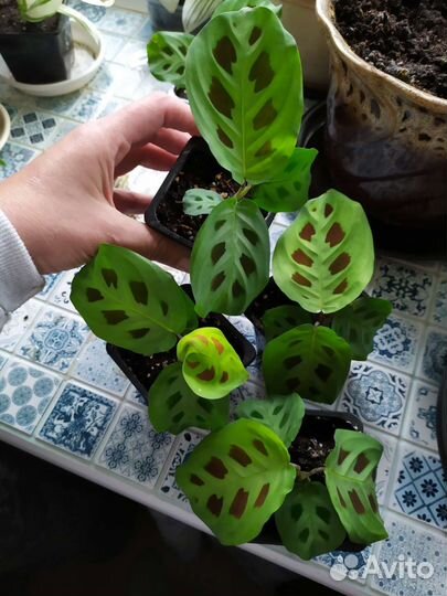 Маранта Керховена