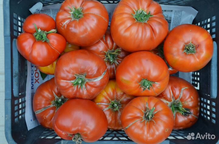 Продаю домашние помидоры