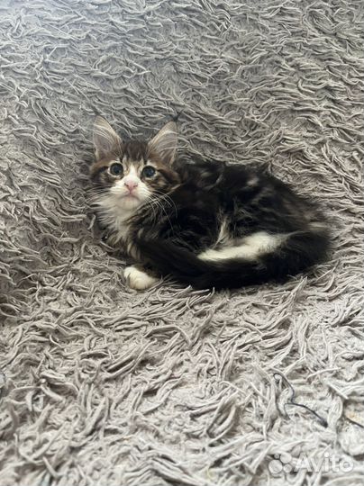Котята мейкун