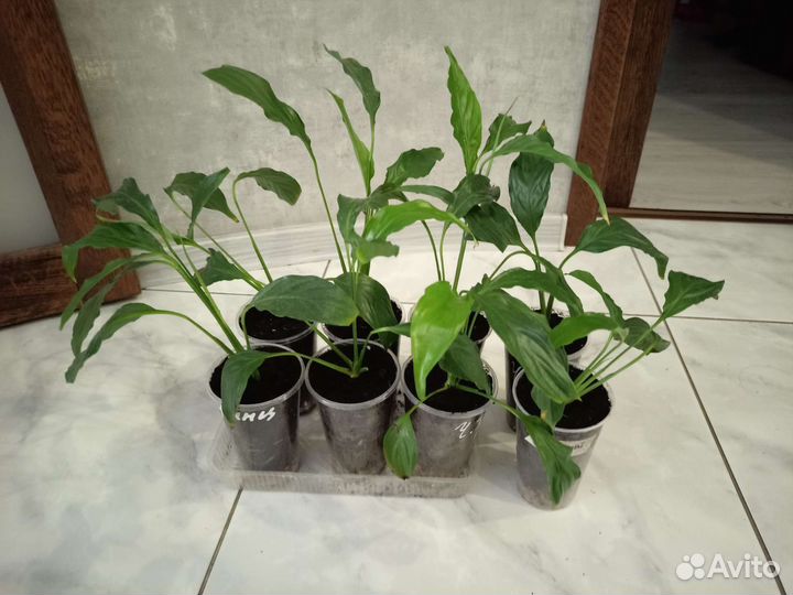 Спатифиллум 