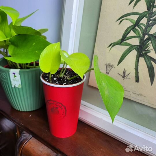 Эпипремнум Неон - яркая неприхотливая лиана