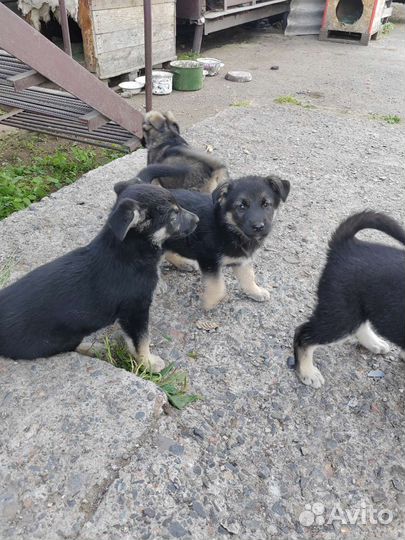 Собаки бесплатно в добрые руки щенки