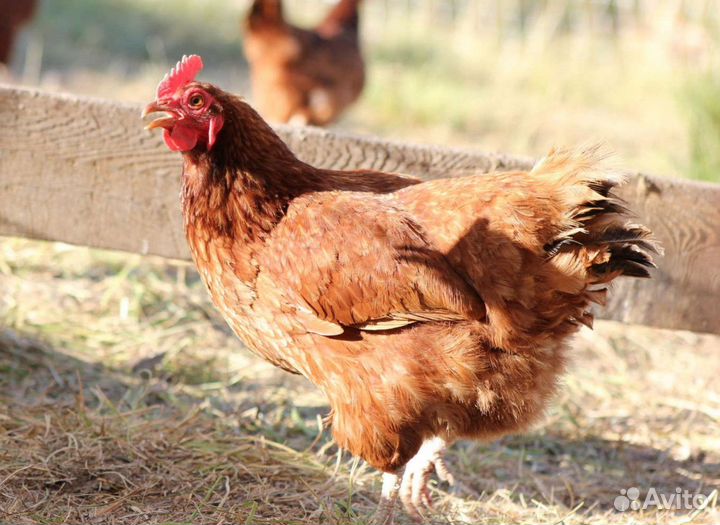 Куры молодки несушки