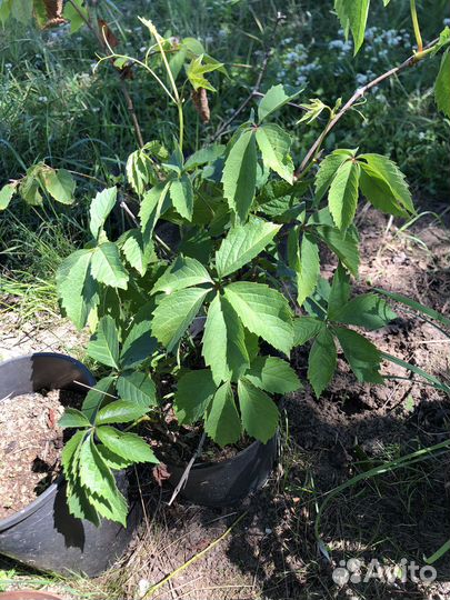 Девичий виноград