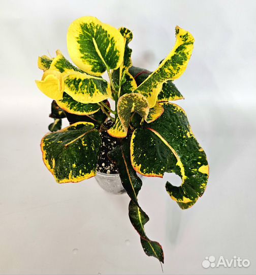 Кротон Gum pa gan