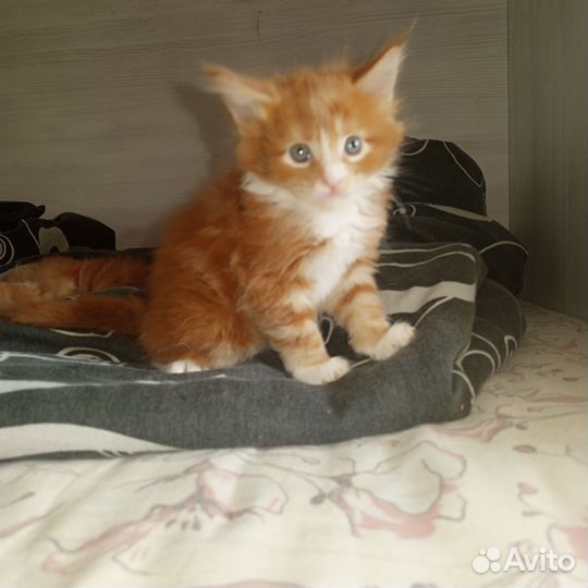 Котята мейн-кун