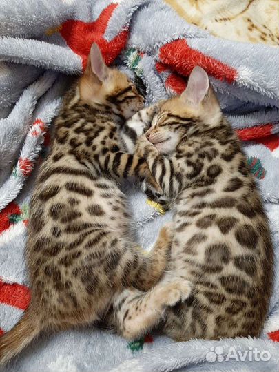 Бенгальские котята