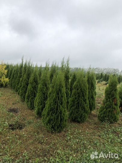 Туи с доставкой