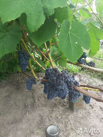 Черенки саженцы винограда