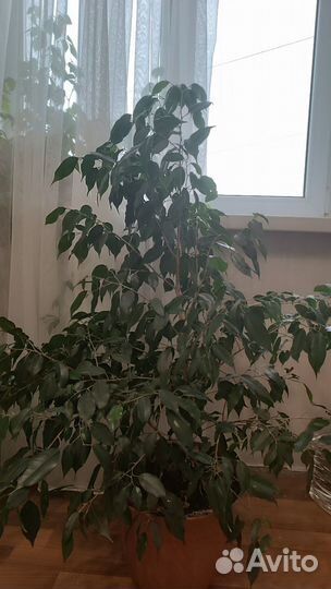 Фикус бенджамина