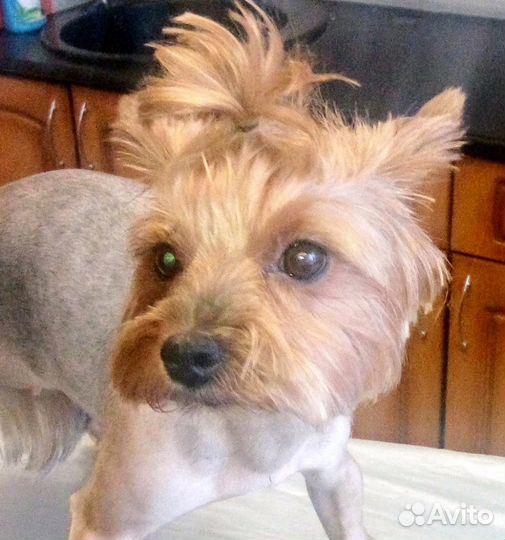 Стрижка животных