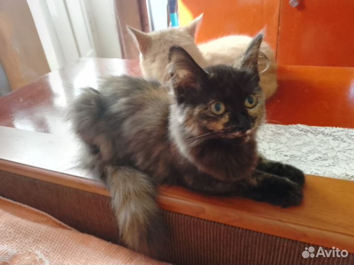 Отдам в хорошие руки двух кошечек