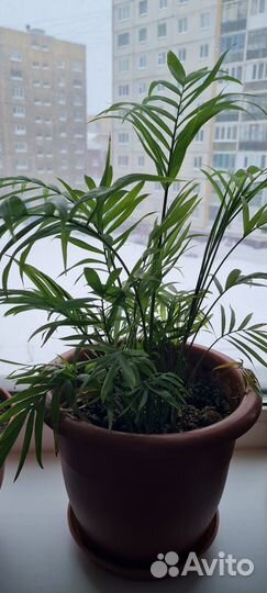 Комнатные растения