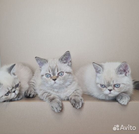 Котята Экзоты