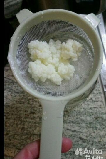 Тибетский кефирный молочный гриб