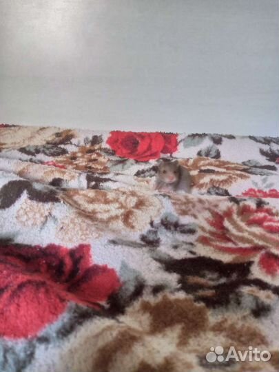 Сирийский хомяк бесплатно