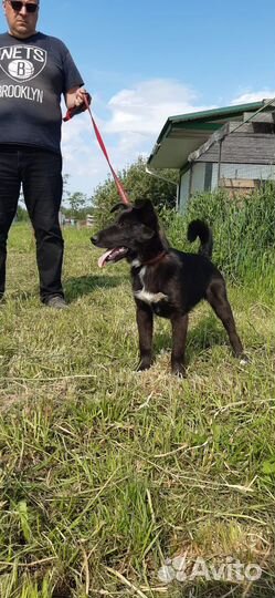 Щенок в добрые руки бесплатно