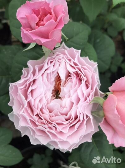 Саженцы роз новинки