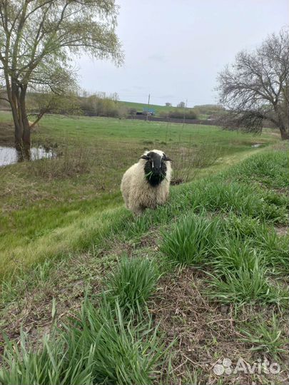 Курдючные баран