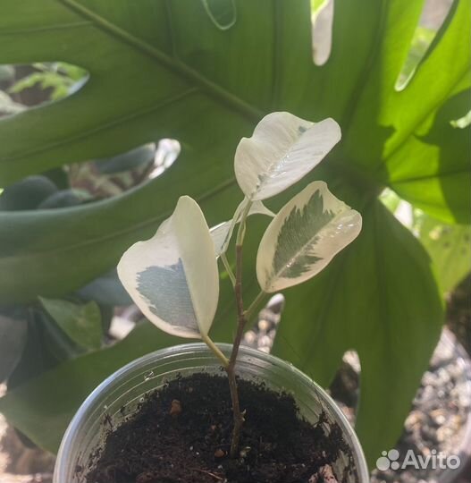 Фикус де гантель